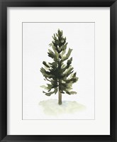 Framed Watercolor Pine I