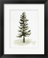 Framed Watercolor Pine II