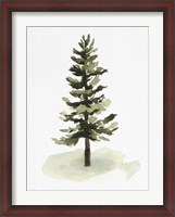 Framed Watercolor Pine II