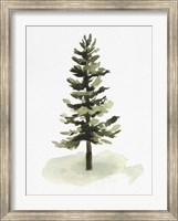 Framed Watercolor Pine II