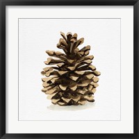 Framed Conifer Cone I