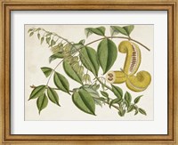 Framed Tropical Foliage & Fruit I