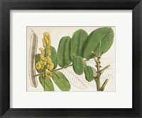 Framed Tropical Foliage & Fruit II