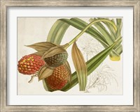 Framed Tropical Foliage & Fruit III