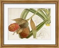 Framed Tropical Foliage & Fruit III