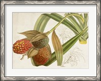 Framed Tropical Foliage & Fruit III