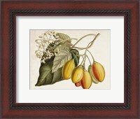 Framed Tropical Foliage & Fruit IV
