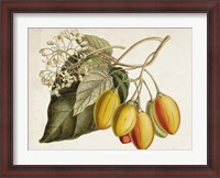 Framed Tropical Foliage & Fruit IV