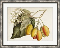 Framed Tropical Foliage & Fruit IV