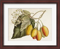 Framed Tropical Foliage & Fruit IV