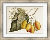 Framed Tropical Foliage & Fruit IV