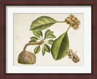 Framed Tropical Foliage & Fruit V