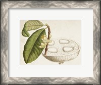 Framed Tropical Foliage & Fruit VII