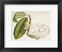 Framed Tropical Foliage & Fruit VII