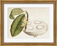 Framed Tropical Foliage & Fruit VII