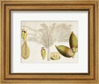 Framed Tropical Foliage & Fruit VIII