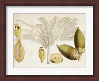 Framed Tropical Foliage & Fruit VIII