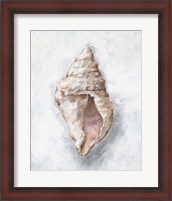 Framed White Shell Study III