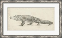 Framed Alligator Sketch