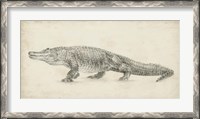 Framed Alligator Sketch