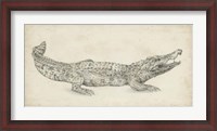 Framed Crocodile Sketch