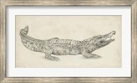 Framed Crocodile Sketch