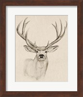 Framed 'Natural Buck I' border=
