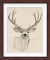 Framed Natural Buck I