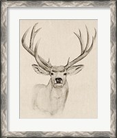 Framed 'Natural Buck I' border=