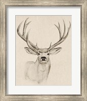 Framed Natural Buck I