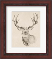 Framed Natural Buck II