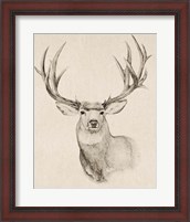 Framed 'Natural Buck II' border=