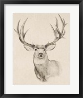 Framed Natural Buck II