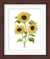 Framed Sunflower Trio I