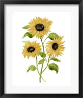 Framed 'Sunflower Trio I' border=