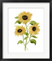 Sunflower Trio I Framed Print
