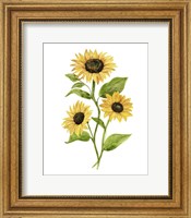 Framed Sunflower Trio II