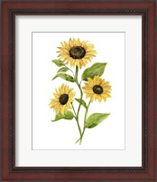 Framed 'Sunflower Trio II' border=