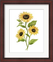 Framed Sunflower Trio II