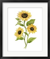 Sunflower Trio II Framed Print