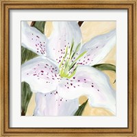 Framed White Lily I