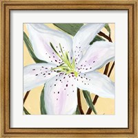 Framed White Lily II