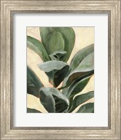 Framed Plant Study II