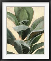 Framed Plant Study II