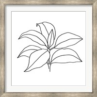 Framed Foliage Contour III