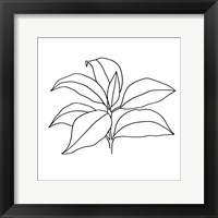 Framed 'Foliage Contour III' border=