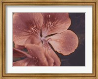 Framed Garden Geraniums I