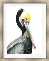 Framed Watercolor Pelican I
