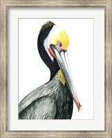 Framed Watercolor Pelican I