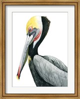 Framed Watercolor Pelican II